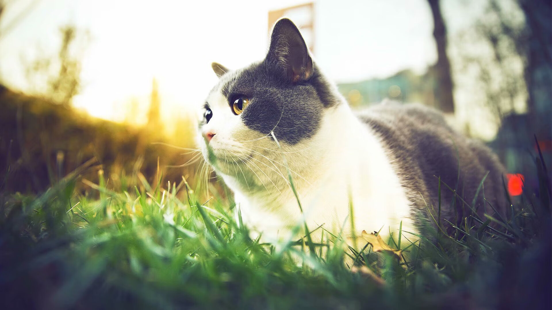 世俱杯“冠军争夺战”前瞻：豪门会师，赛场谁主沉浮？