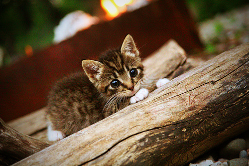 学生体质健康追踪系统区域数据互通机制设计，学生体质健康数据网